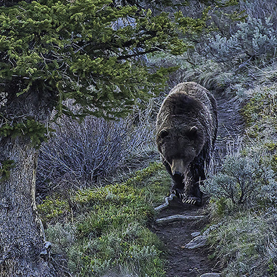 Grizzly bear walking on hiking trail - istockphoto.com / John Morrison